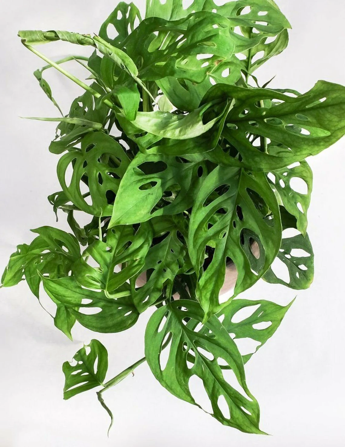 Monstera Plant